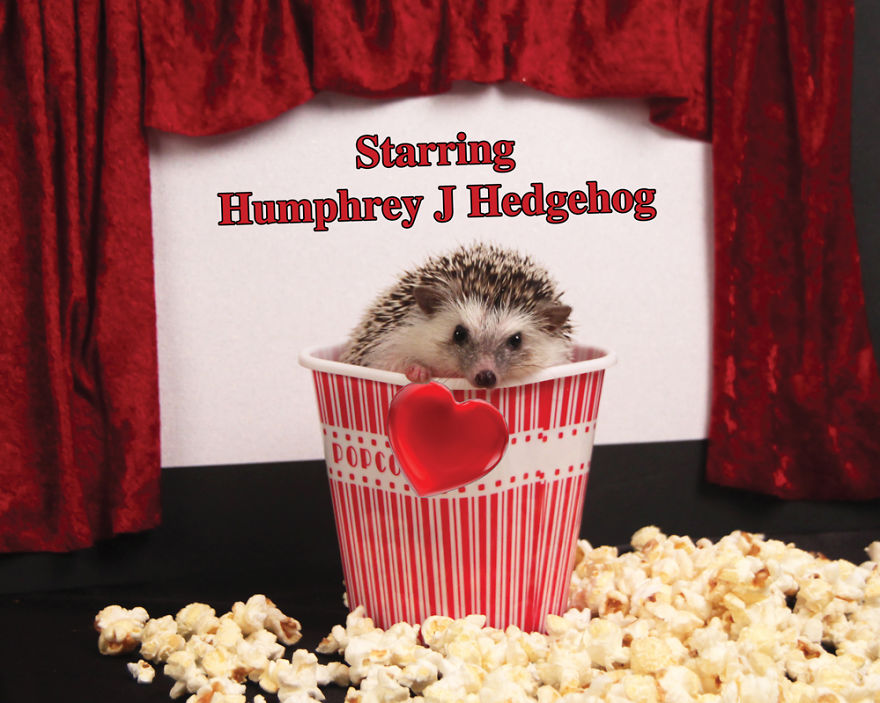 The Adventures Of Humphrey J Hedgehog The Adventures Of Humphrey J Hedgehog