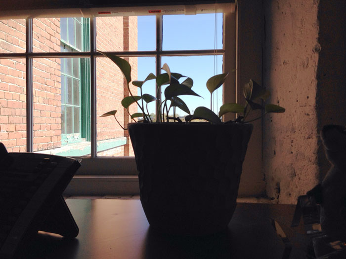 A Coworker Asked This Guy To Watch Her Plant For 4 Days. Here&#8217;s What He Did