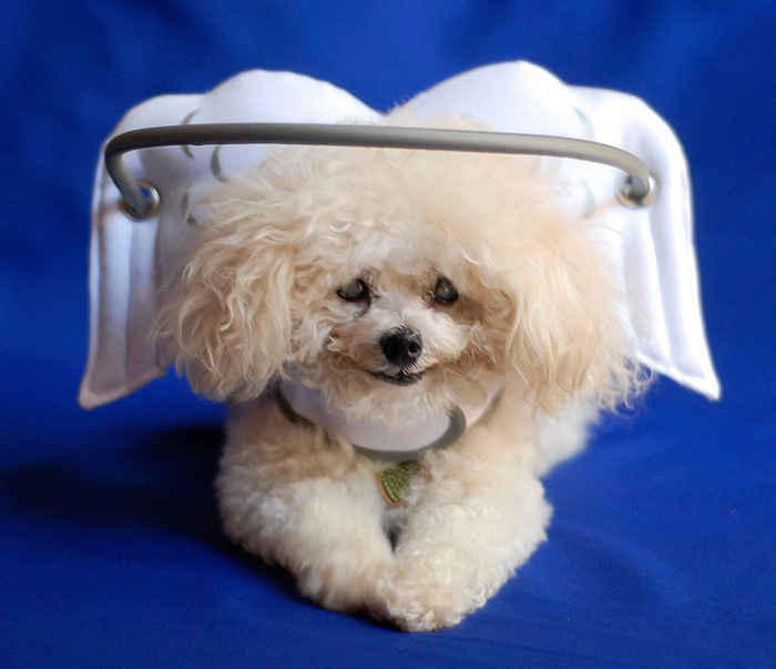 This Angelic Halo Protects Blind Dogs From Bumping Into Things This Angelic Halo Protects Blind Dogs From Bumping Into Things
