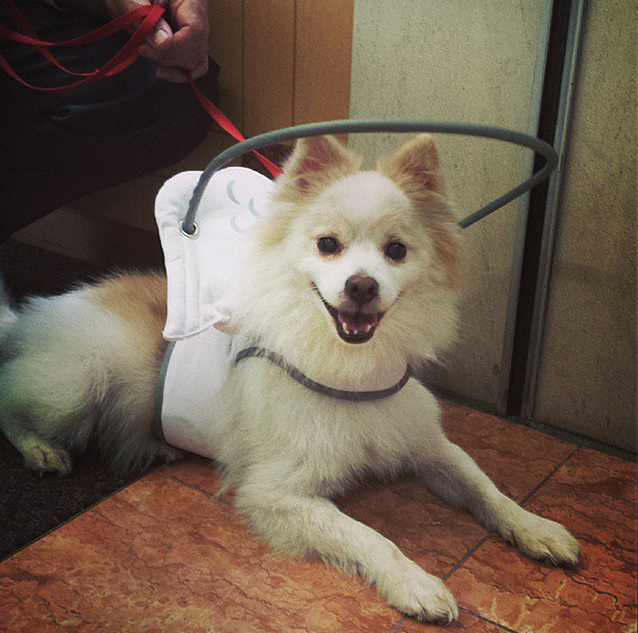 This Angelic Halo Protects Blind Dogs From Bumping Into Things This Angelic Halo Protects Blind Dogs From Bumping Into Things