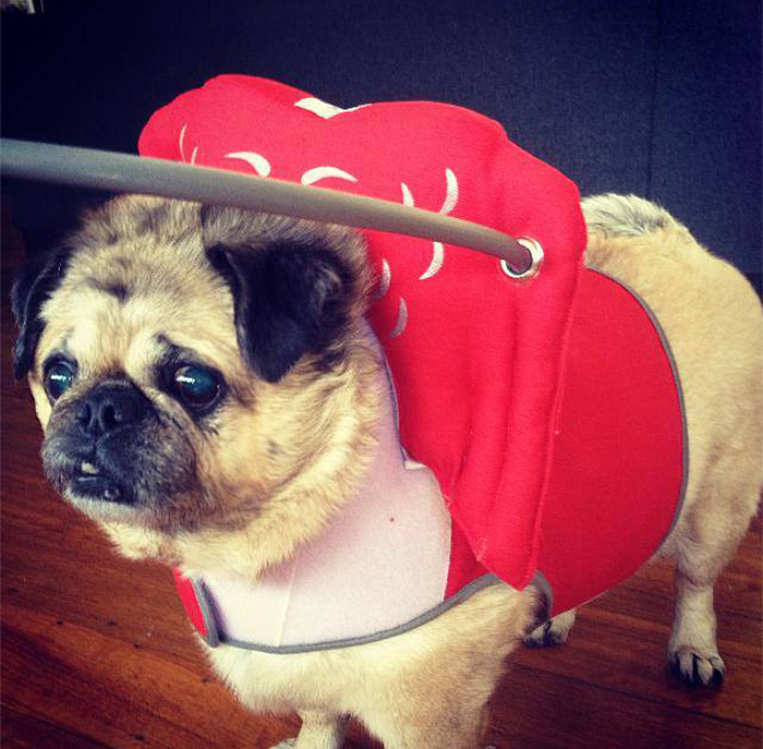 This Angelic Halo Protects Blind Dogs From Bumping Into Things This Angelic Halo Protects Blind Dogs From Bumping Into Things