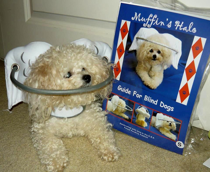 This Angelic Halo Protects Blind Dogs From Bumping Into Things This Angelic Halo Protects Blind Dogs From Bumping Into Things
