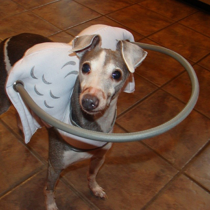 This Angelic Halo Protects Blind Dogs From Bumping Into Things This Angelic Halo Protects Blind Dogs From Bumping Into Things
