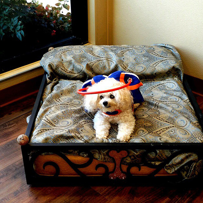 This Angelic Halo Protects Blind Dogs From Bumping Into Things This Angelic Halo Protects Blind Dogs From Bumping Into Things