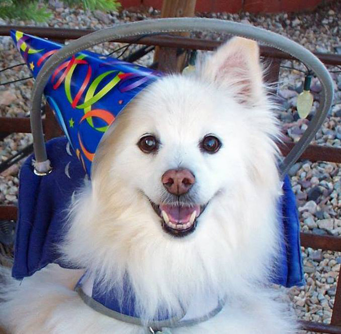 This Angelic Halo Protects Blind Dogs From Bumping Into Things This Angelic Halo Protects Blind Dogs From Bumping Into Things