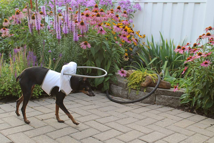 This Angelic Halo Protects Blind Dogs From Bumping Into Things This Angelic Halo Protects Blind Dogs From Bumping Into Things