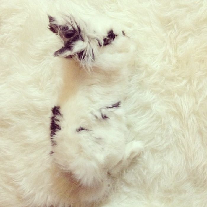 75 Pets That Are Masters Of Camouflage 75 Pets That Are Masters Of Camouflage