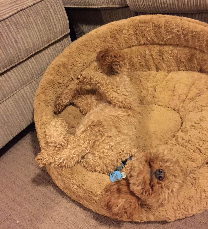 75 Pets That Are Masters Of Camouflage 75 Pets That Are Masters Of Camouflage