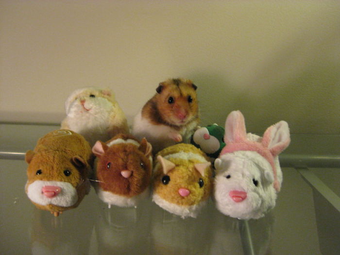 75 Pets That Are Masters Of Camouflage 75 Pets That Are Masters Of Camouflage