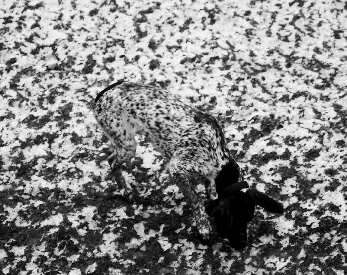 75 Pets That Are Masters Of Camouflage 75 Pets That Are Masters Of Camouflage