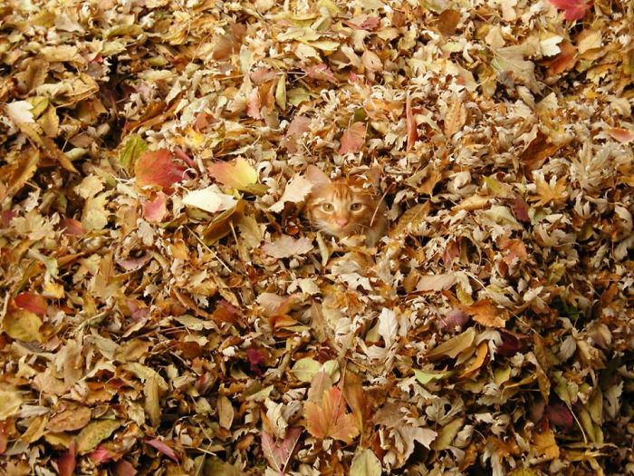 75 Pets That Are Masters Of Camouflage 75 Pets That Are Masters Of Camouflage