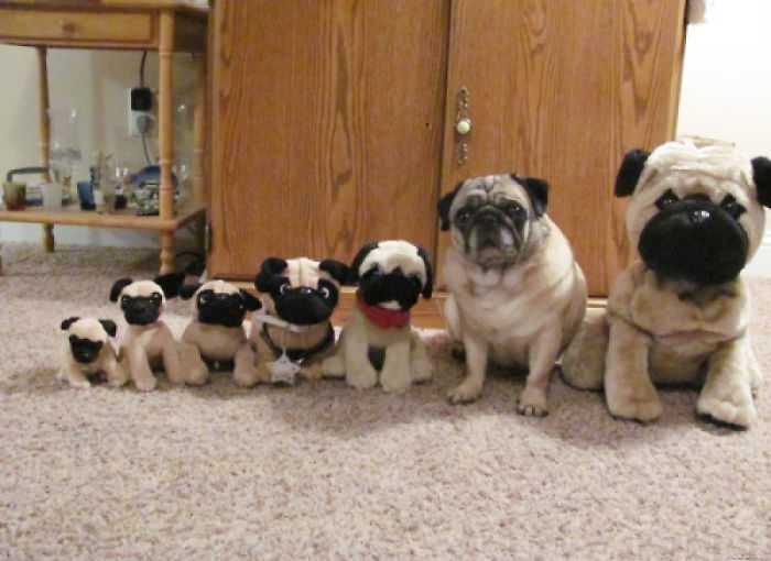 75 Pets That Are Masters Of Camouflage 75 Pets That Are Masters Of Camouflage