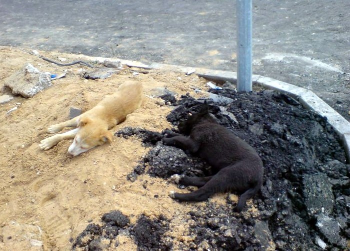 75 Pets That Are Masters Of Camouflage 75 Pets That Are Masters Of Camouflage