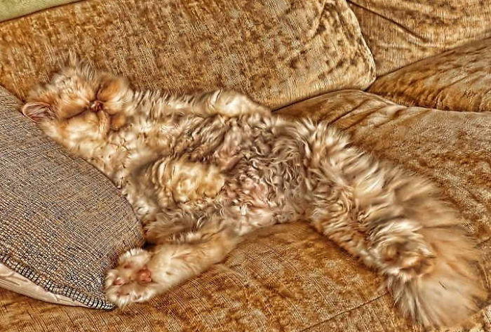 75 Pets That Are Masters Of Camouflage 75 Pets That Are Masters Of Camouflage
