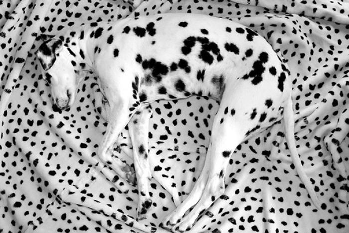 75 Pets That Are Masters Of Camouflage 75 Pets That Are Masters Of Camouflage
