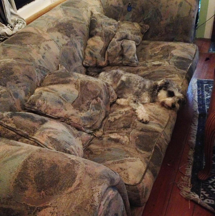75 Pets That Are Masters Of Camouflage 75 Pets That Are Masters Of Camouflage