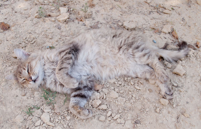 75 Pets That Are Masters Of Camouflage 75 Pets That Are Masters Of Camouflage