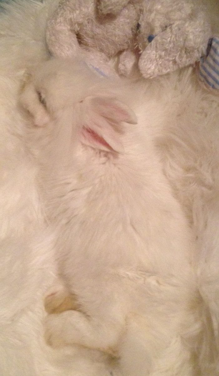 75 Pets That Are Masters Of Camouflage 75 Pets That Are Masters Of Camouflage