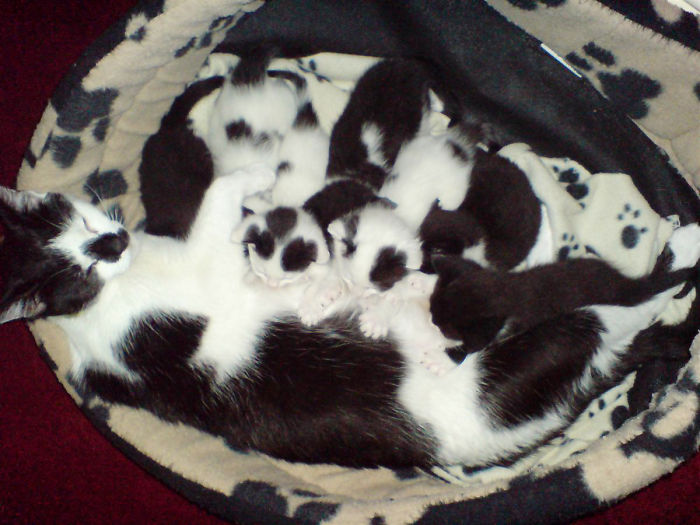 75 Pets That Are Masters Of Camouflage 75 Pets That Are Masters Of Camouflage