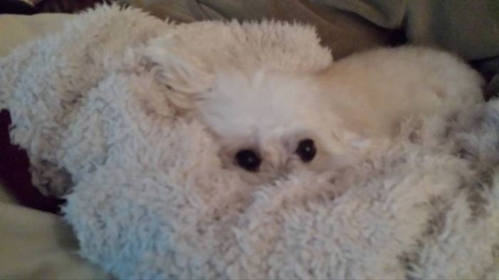 75 Pets That Are Masters Of Camouflage 75 Pets That Are Masters Of Camouflage