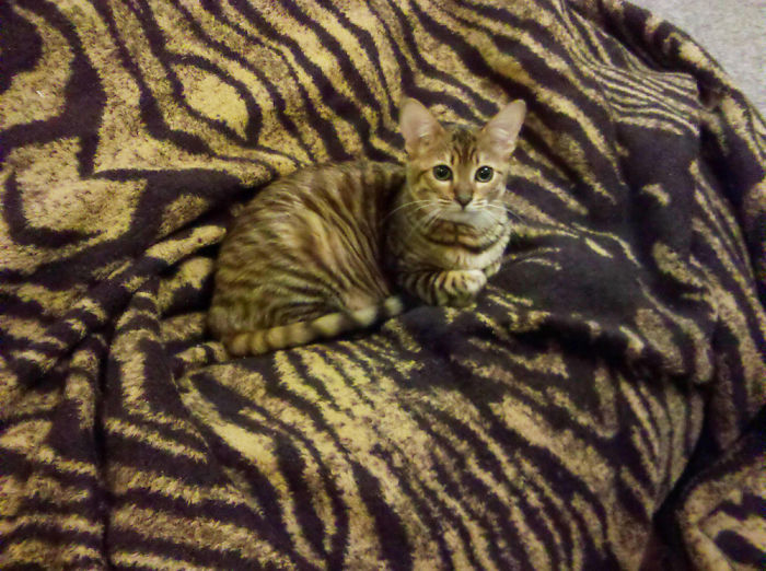 75 Pets That Are Masters Of Camouflage 75 Pets That Are Masters Of Camouflage