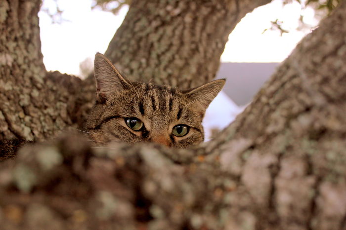75 Pets That Are Masters Of Camouflage 75 Pets That Are Masters Of Camouflage