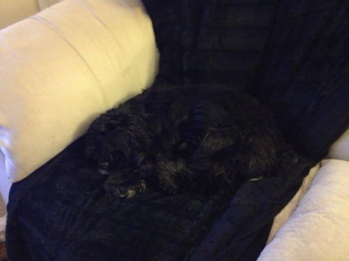 75 Pets That Are Masters Of Camouflage 75 Pets That Are Masters Of Camouflage