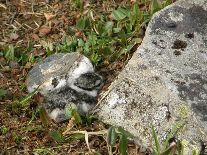 75 Pets That Are Masters Of Camouflage 75 Pets That Are Masters Of Camouflage