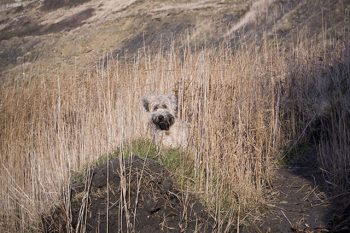 75 Pets That Are Masters Of Camouflage 75 Pets That Are Masters Of Camouflage