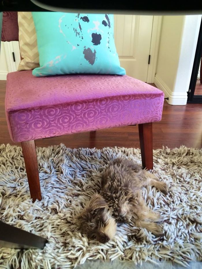 75 Pets That Are Masters Of Camouflage 75 Pets That Are Masters Of Camouflage