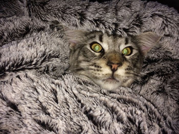 75 Pets That Are Masters Of Camouflage 75 Pets That Are Masters Of Camouflage