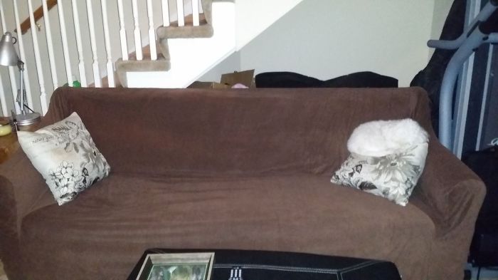 75 Pets That Are Masters Of Camouflage 75 Pets That Are Masters Of Camouflage