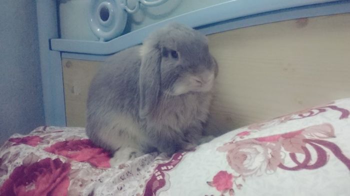 75 Pets That Are Masters Of Camouflage 75 Pets That Are Masters Of Camouflage