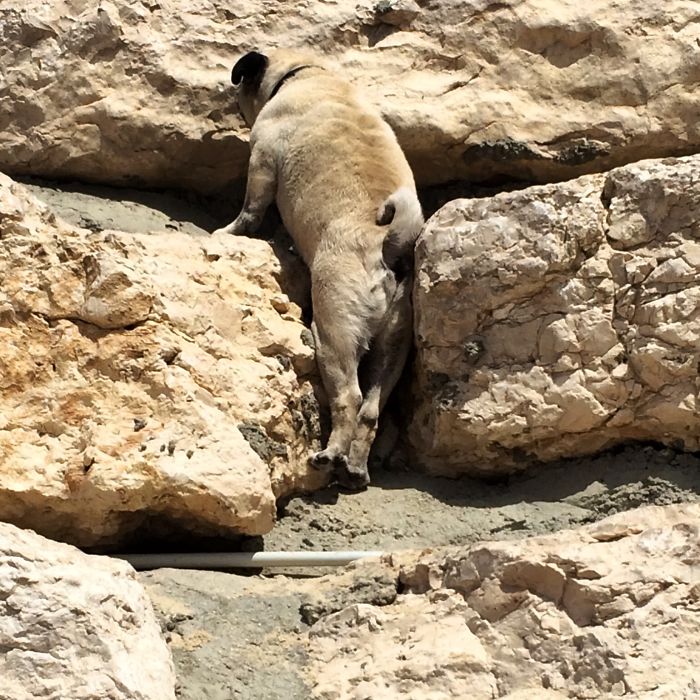 75 Pets That Are Masters Of Camouflage 75 Pets That Are Masters Of Camouflage