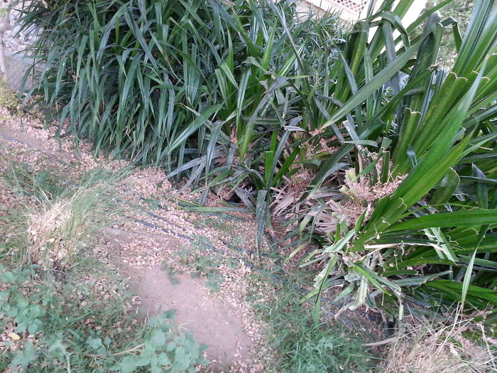 75 Pets That Are Masters Of Camouflage 75 Pets That Are Masters Of Camouflage