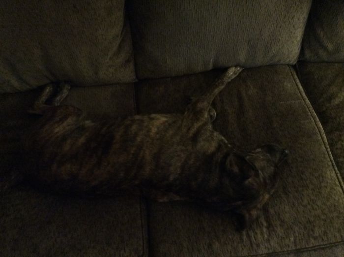 75 Pets That Are Masters Of Camouflage 75 Pets That Are Masters Of Camouflage