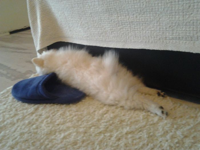 75 Pets That Are Masters Of Camouflage 75 Pets That Are Masters Of Camouflage