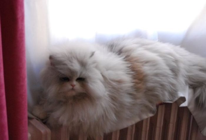 75 Pets That Are Masters Of Camouflage 75 Pets That Are Masters Of Camouflage