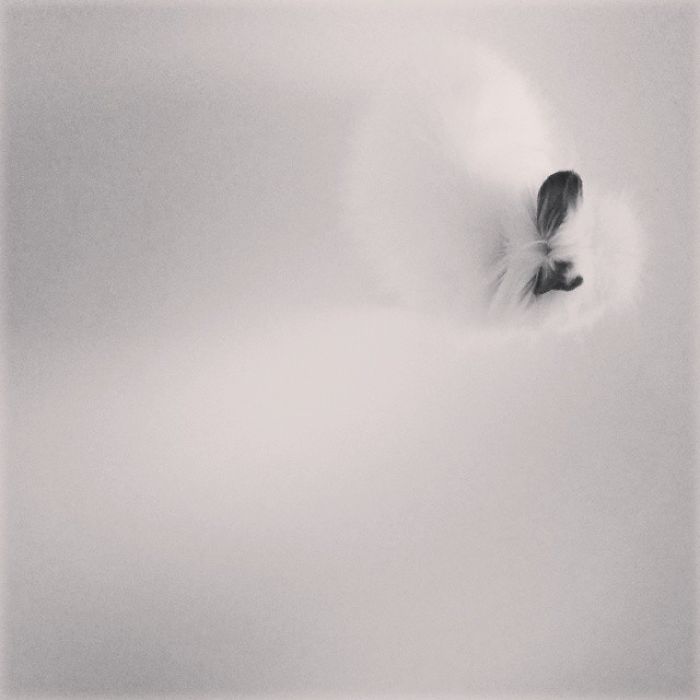 75 Pets That Are Masters Of Camouflage 75 Pets That Are Masters Of Camouflage