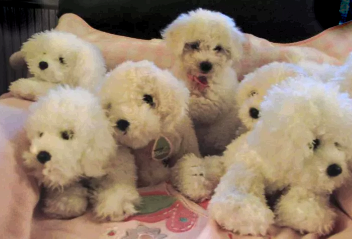 75 Pets That Are Masters Of Camouflage 75 Pets That Are Masters Of Camouflage