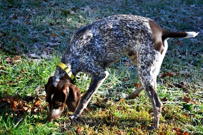 75 Pets That Are Masters Of Camouflage 75 Pets That Are Masters Of Camouflage