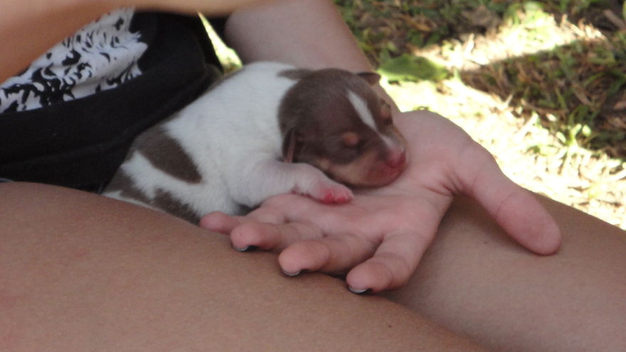 Let&#8217;s See Pictures Of Your Baby Dogs