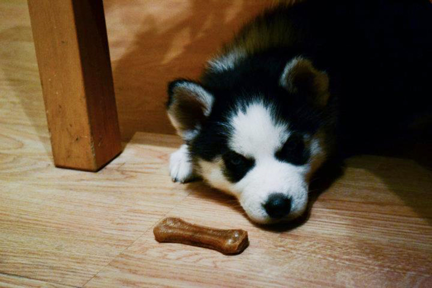 Let&#8217;s See Pictures Of Your Baby Dogs