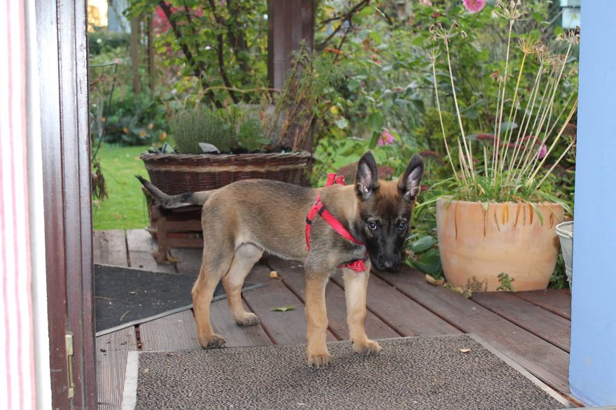 Let&#8217;s See Pictures Of Your Baby Dogs