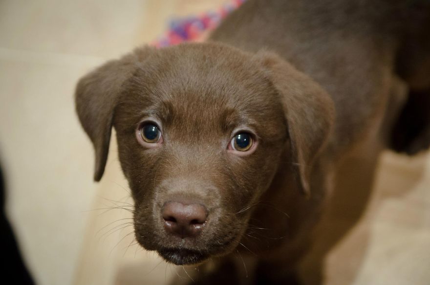 Let&#8217;s See Pictures Of Your Baby Dogs