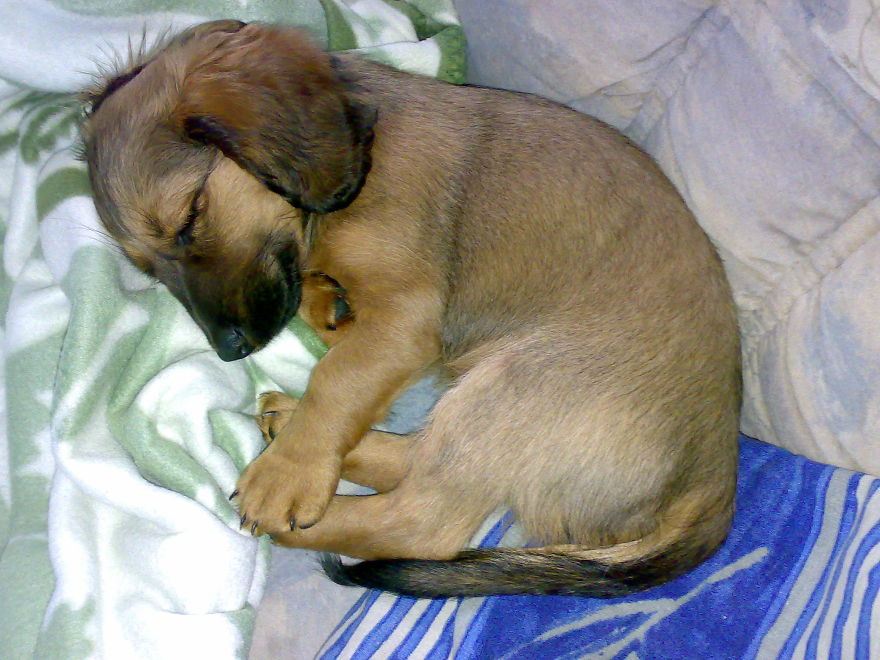 Let&#8217;s See Pictures Of Your Baby Dogs