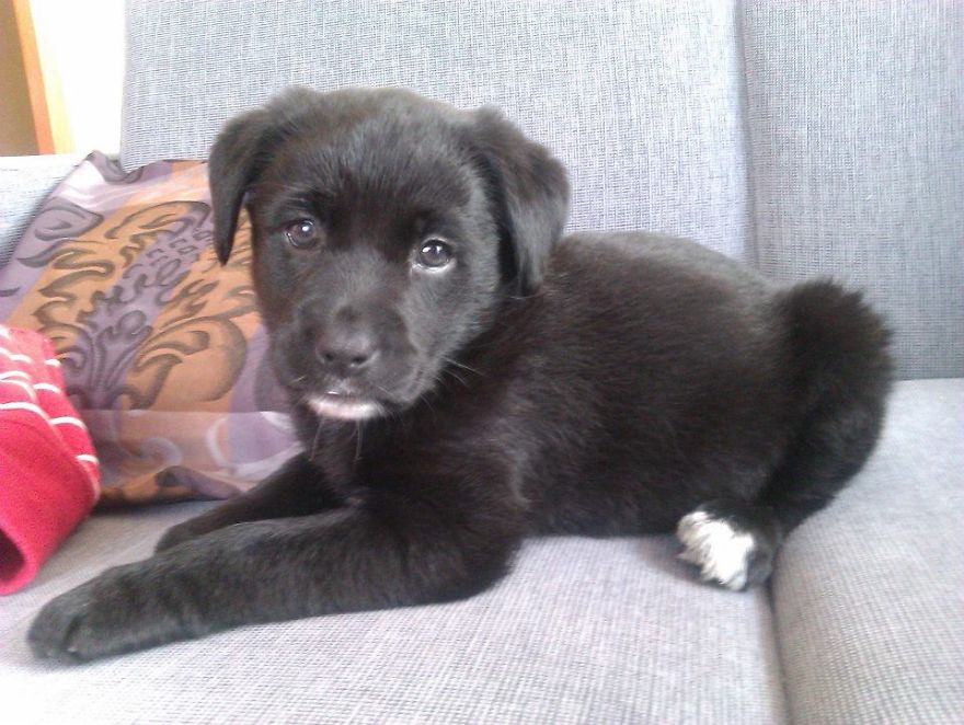 Let&#8217;s See Pictures Of Your Baby Dogs