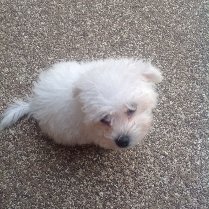 Let&#8217;s See Pictures Of Your Baby Dogs