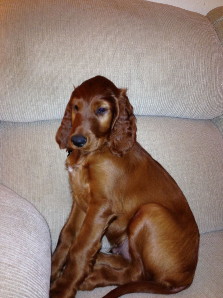 Let&#8217;s See Pictures Of Your Baby Dogs