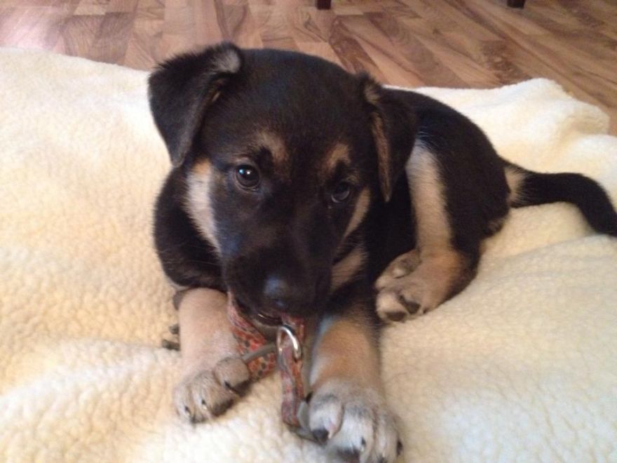 Let&#8217;s See Pictures Of Your Baby Dogs